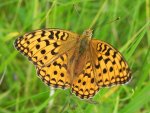 Dostojka adype (Argynnis adippe)