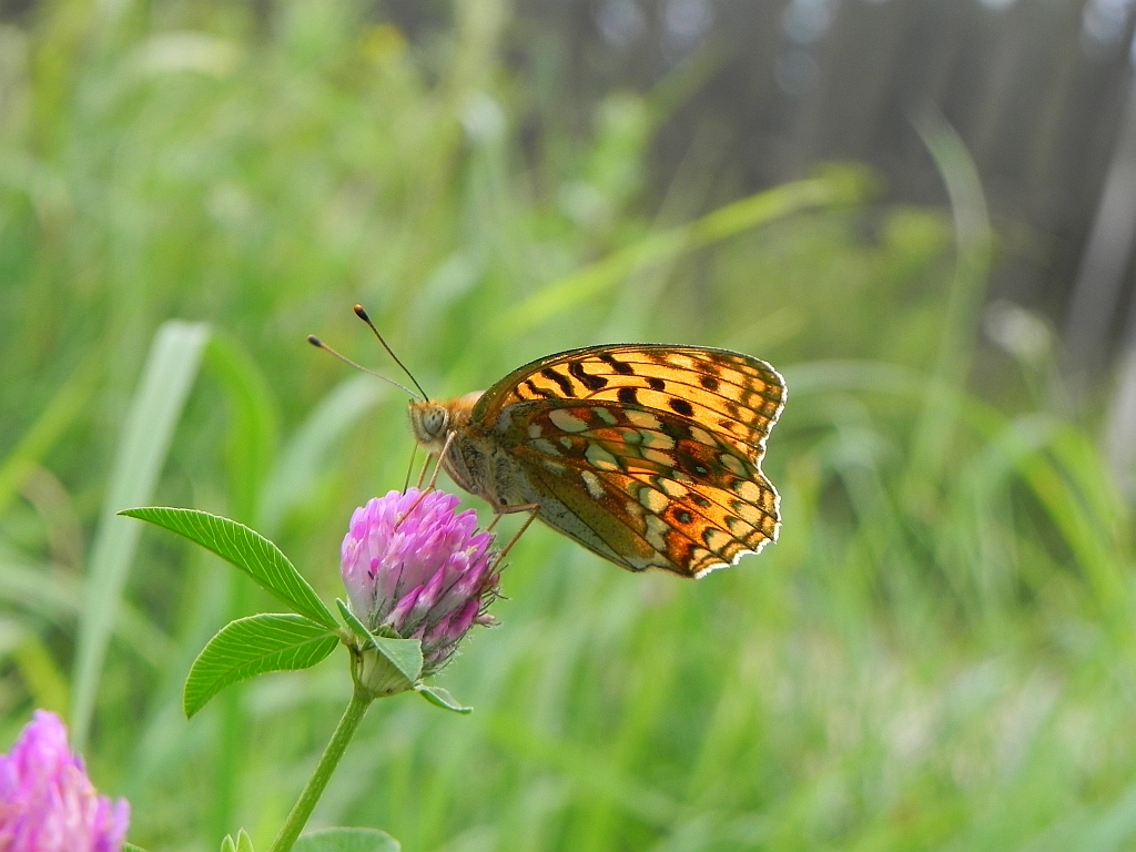 Dostojka adype (Argynnis adippe)