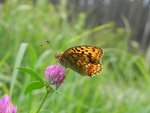 Dostojka adype (Argynnis adippe)