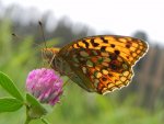 Dostojka adype (Argynnis adippe)