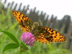 Dostojka adype (Argynnis adippe)