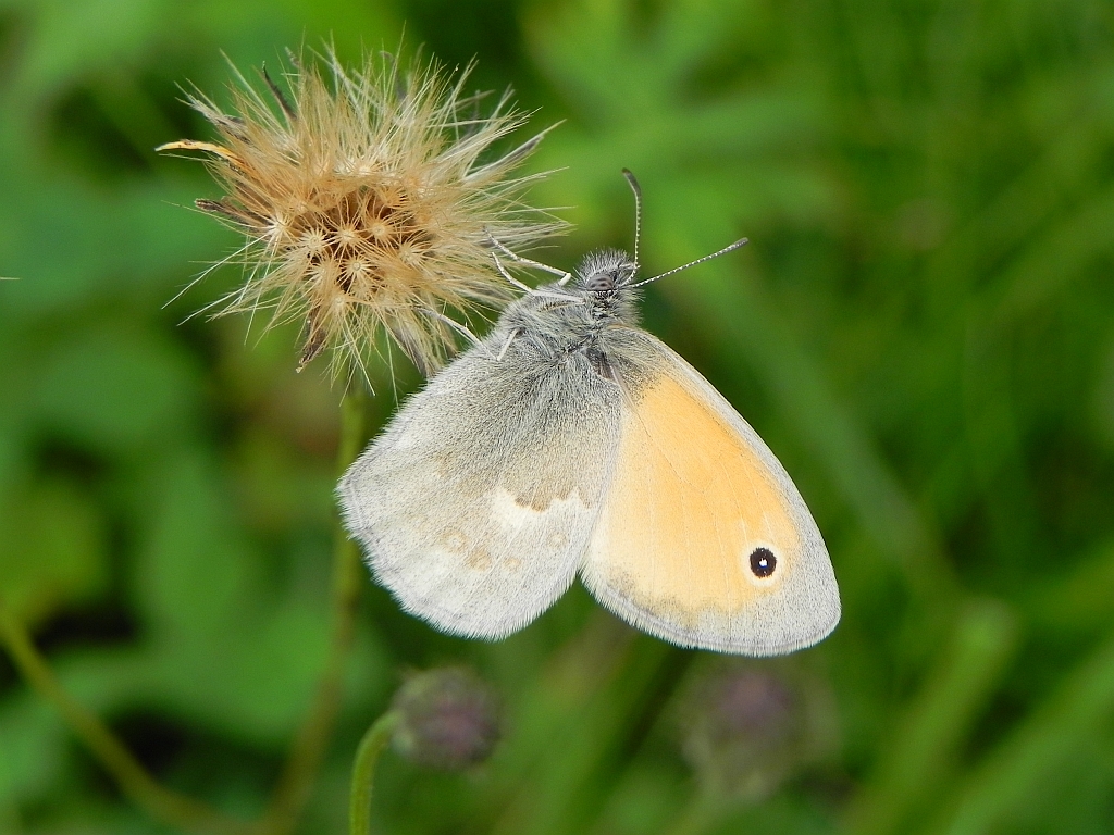 Strzępotek ruczajnik (Coenonympha pamphilus)
