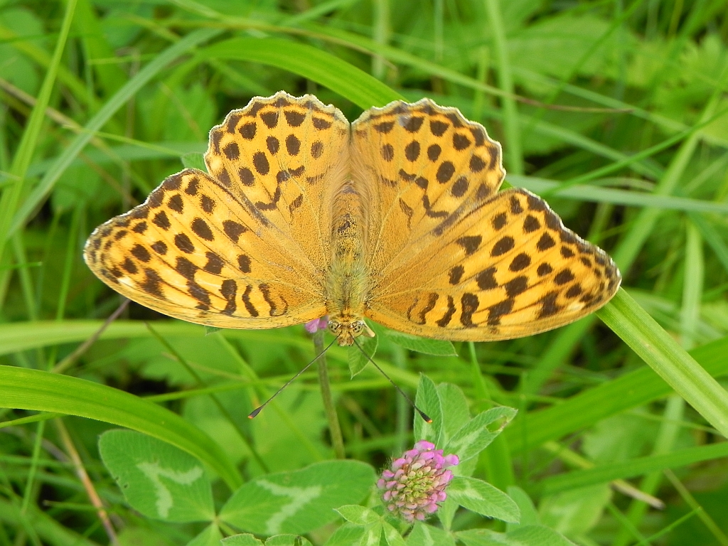 Dostojka malinowiec (Argynnis paphia)