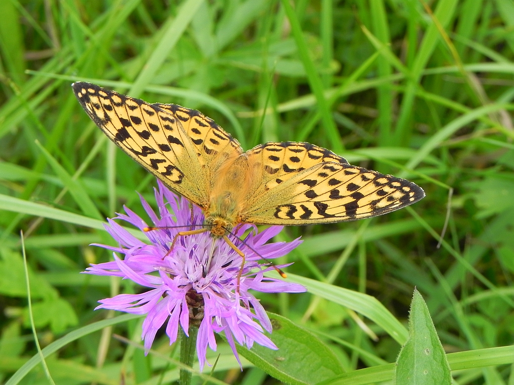 Dostojka adype (Argynnis adippe)