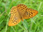 Dostojka malinowiec (Argynnis paphia)
