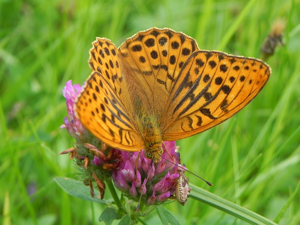 Dostojka malinowiec (Argynnis paphia)