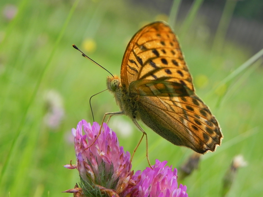 Dostojka malinowiec (Argynnis paphia)