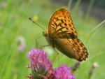Dostojka malinowiec (Argynnis paphia)