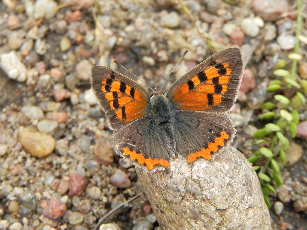 Czerwończyk żarek (Lycaena phlaeas)