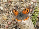 Czerwończyk żarek (Lycaena phlaeas)