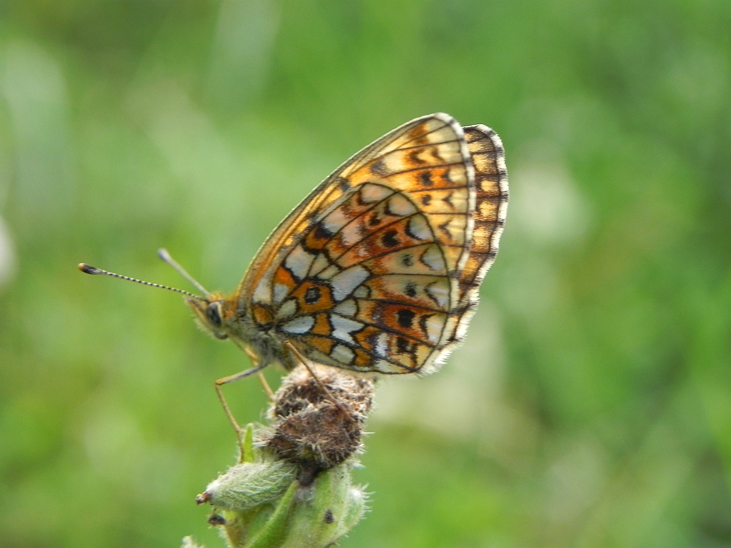 Dostojka eufrozyna (Boloria euphrosyne)