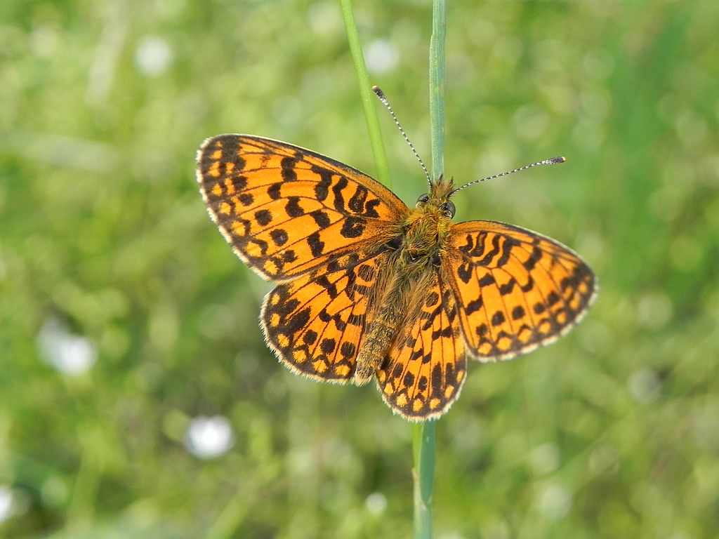 Dostojka eufrozyna (Boloria euphrosyne)