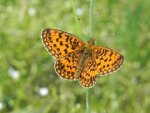 Dostojka eufrozyna (Boloria euphrosyne)