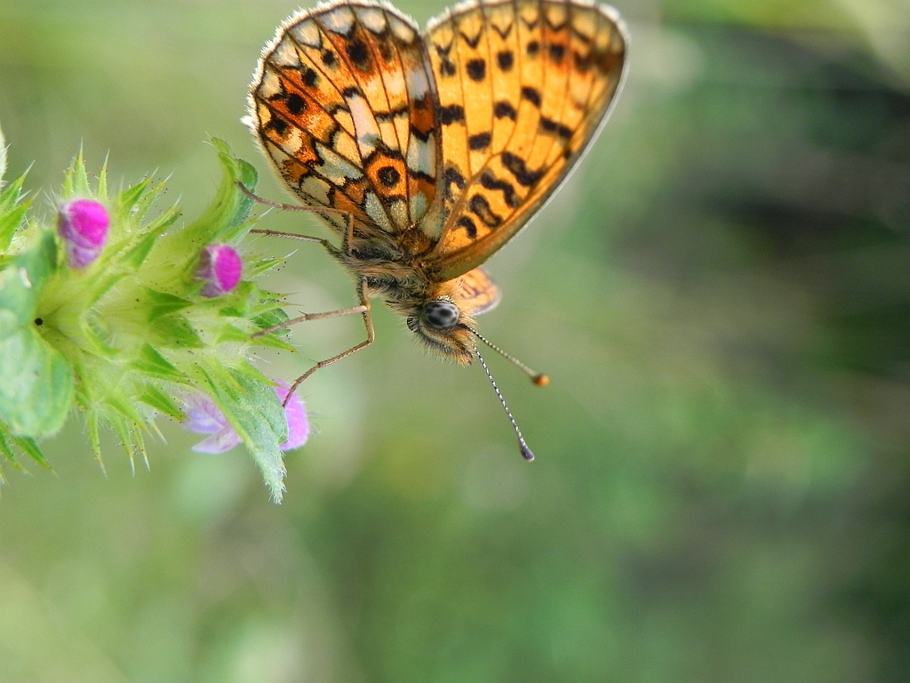 Dostojka eufrozyna (Boloria euphrosyne)