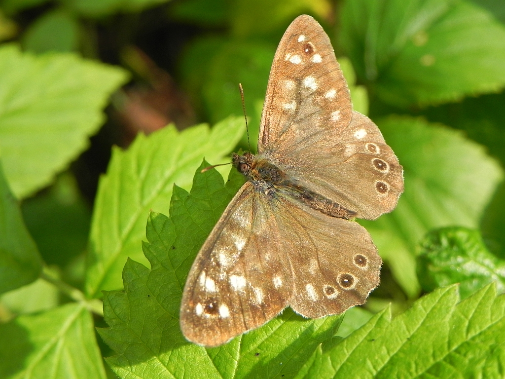 Osadnik egeria (Pararge aegeria)