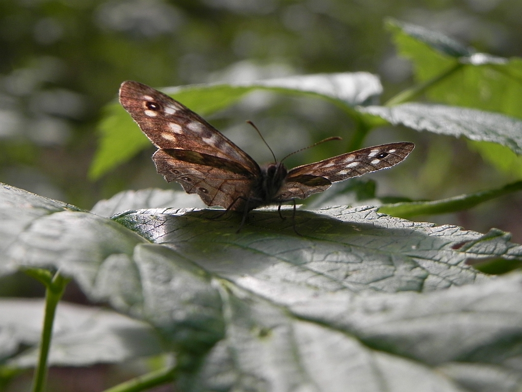 Osadnik egeria (Pararge aegeria)