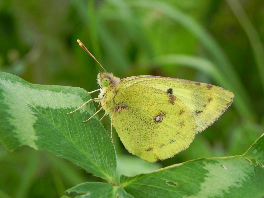 Szlaczkoń siarecznik (Colias hyale)