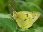 Szlaczkoń siarecznik (Colias hyale)