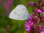 Modraszek wieszczek (Celastrina argiolus)