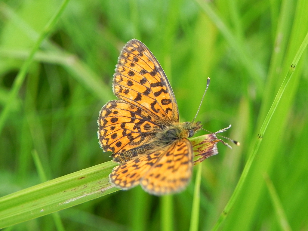 Dostojka eufrozyna (Boloria euphrosyne)