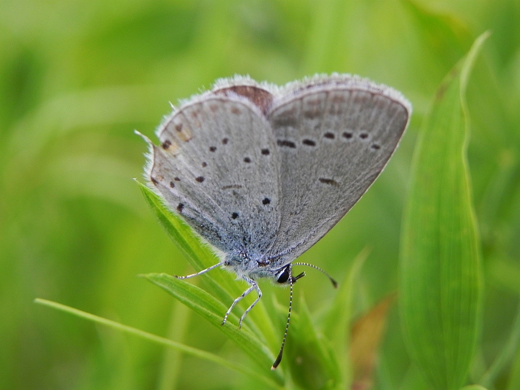 Modraszek argiades (Cupido argiades)