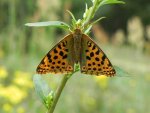 Dostojka latonia (Issoria lathonia)
