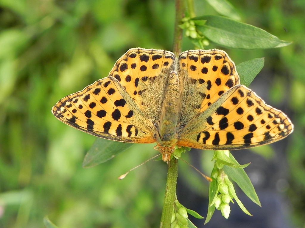 Dostojka latonia (Issoria lathonia)