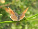 Czerwończyk uroczek (Lycaena tityrus, syn. Heodes tityrus)