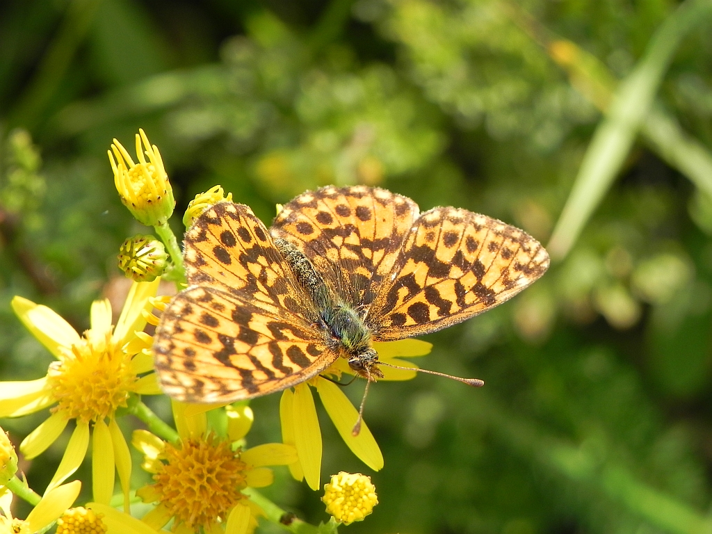 Dostojka dia (Boloria dia)