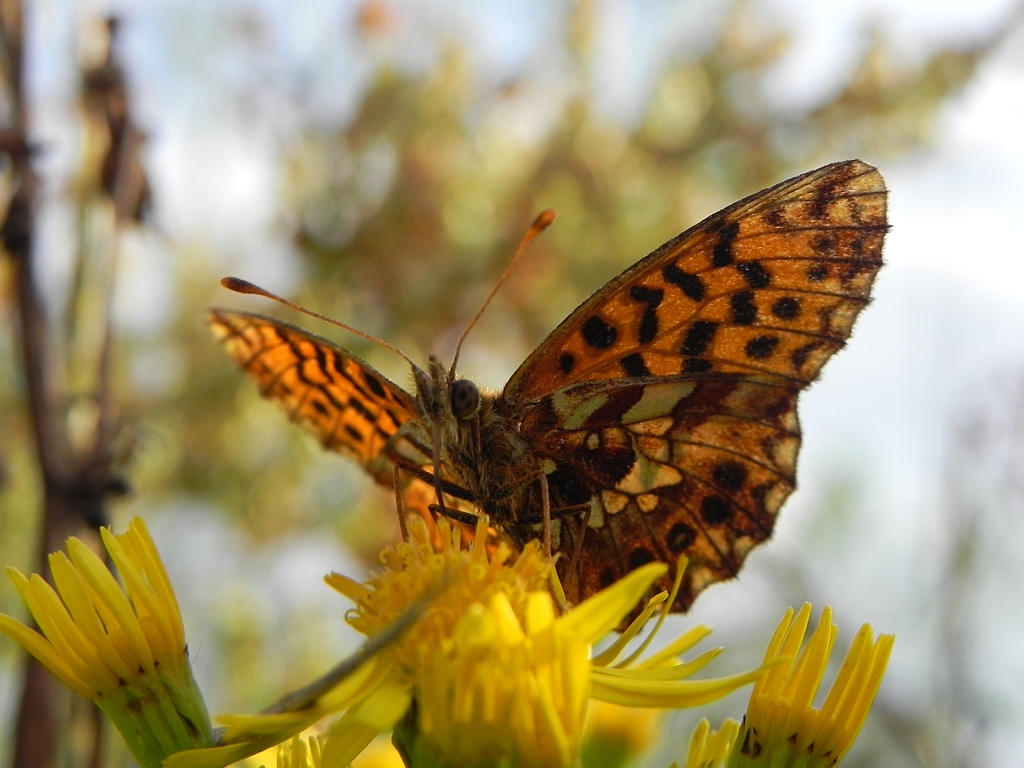 Dostojka dia (Boloria dia)
