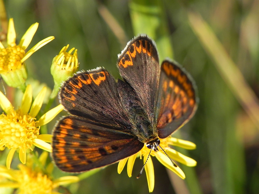 Czerwończyk uroczek (Lycaena tityrus)