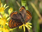 Czerwończyk uroczek (Lycaena tityrus)