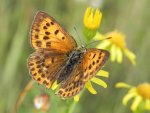 Czerwończyk dukacik (Lycaena virgaureae)