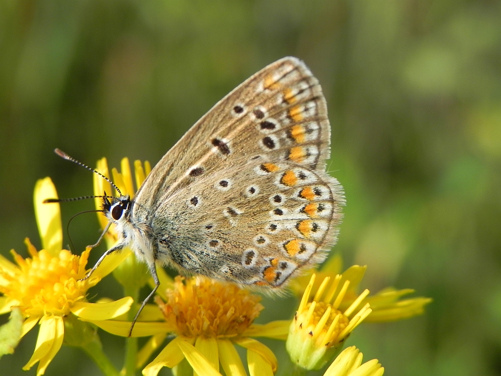 Modraszek ikar,mnogooczak ikar (Polyommatus icarus)
