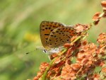 Czerwończyk uroczek (Lycaena tityrus)