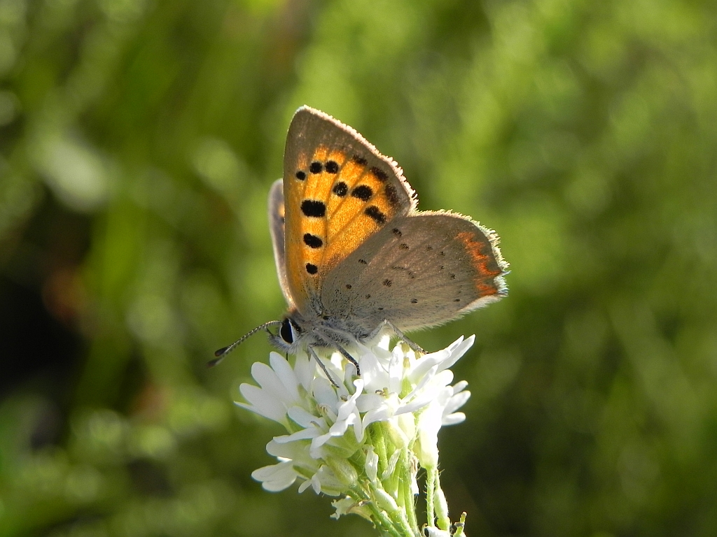 Czerwończyk żarek (Lycaena phlaeas syn. Lycaena phlaeoides)