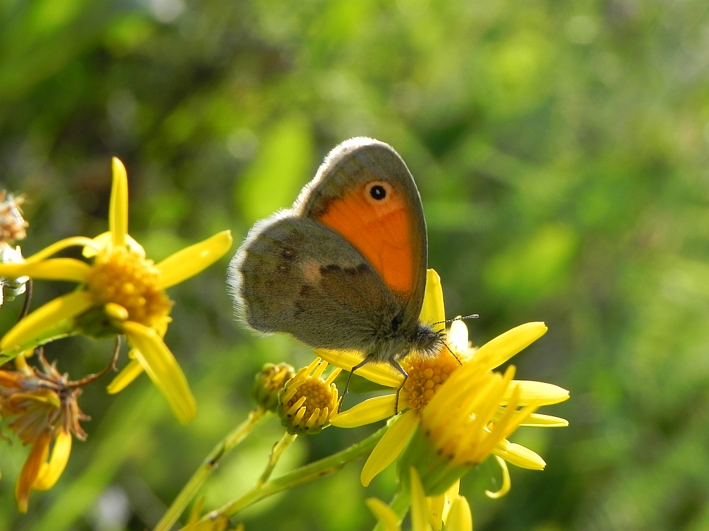 Strzępotek ruczajnik (Coenonympha pamphilus)