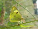 Szlaczkoń siarecznik (Colias hyale)