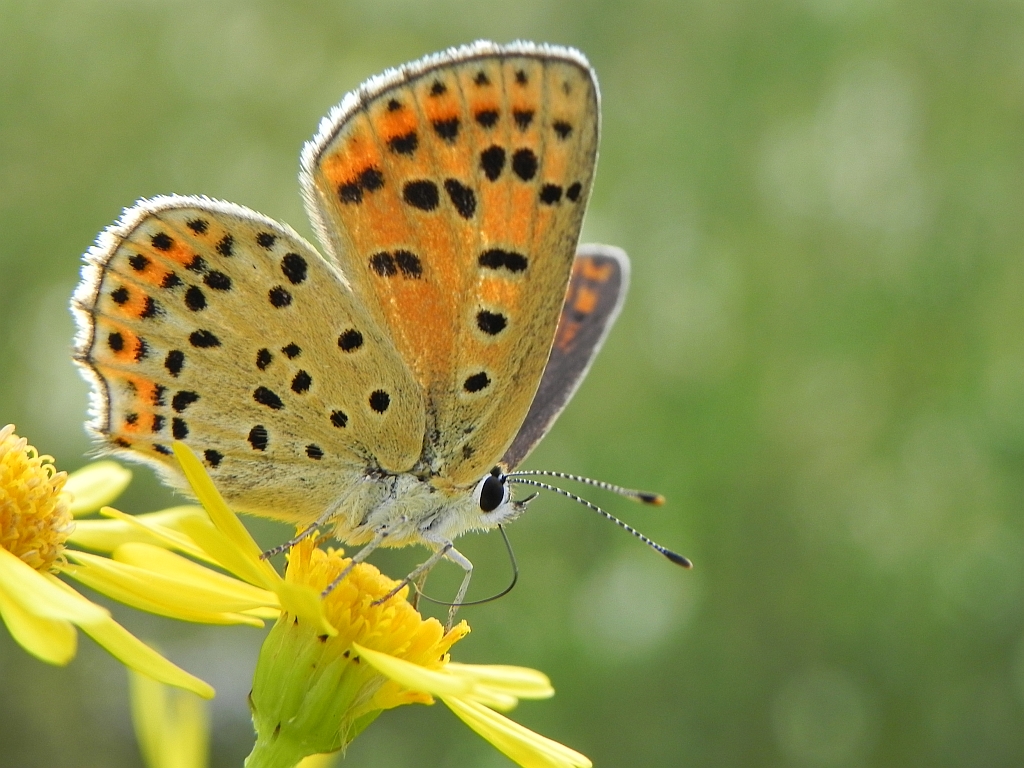 Czerwończyk uroczek (Lycaena tityrus)