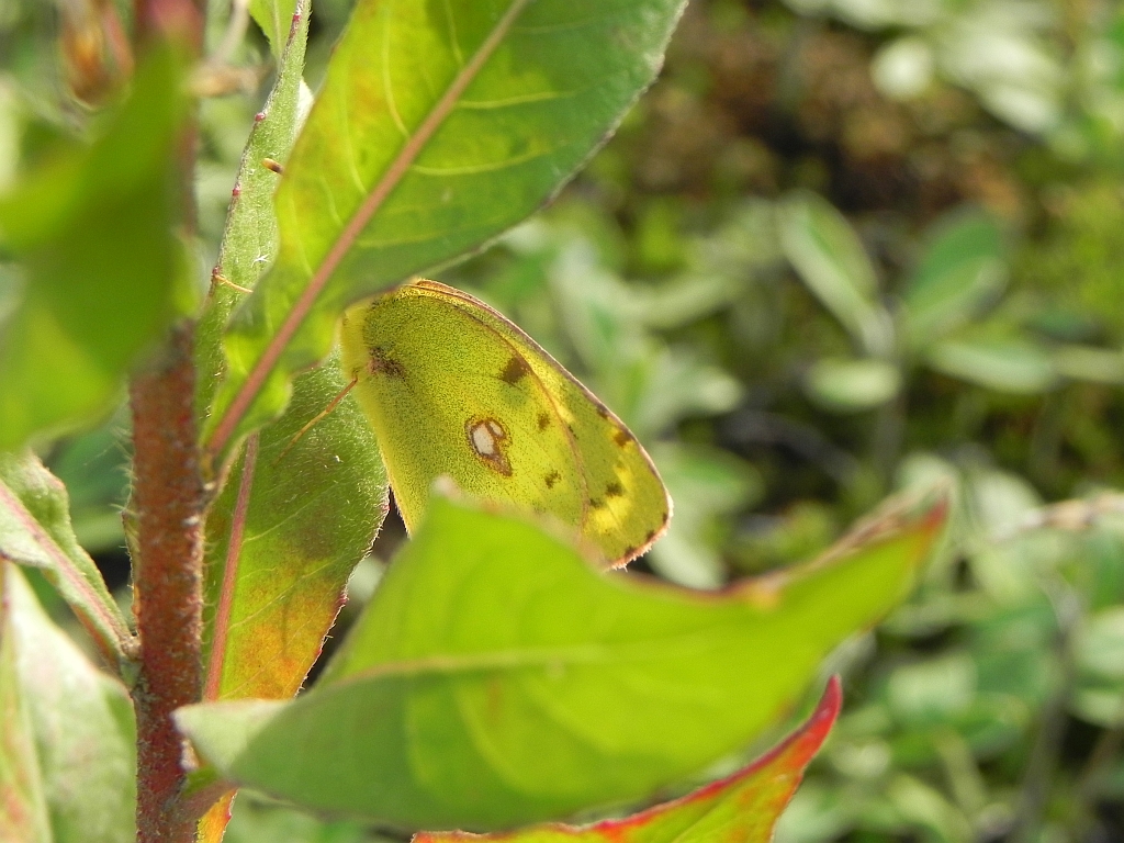 Szlaczkoń siarecznik (Colias hyale)