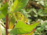 Szlaczkoń siarecznik (Colias hyale)
