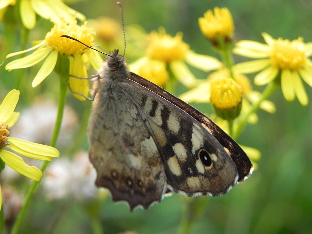 Osadnik egeria (Pararge aegeria)