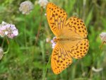Dostojka malinowiec (Argynnis paphia)