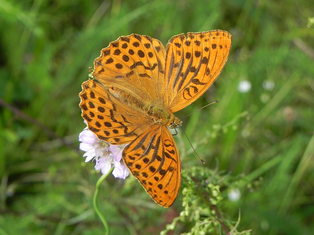 Dostojka malinowiec (Argynnis paphia)