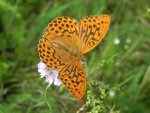 Dostojka malinowiec (Argynnis paphia)
