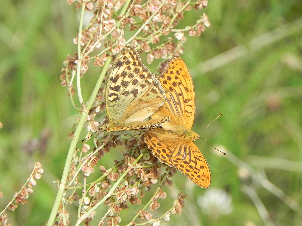 Dostojka laodyce (Argynnis laodice) Perłowiec malinowiec, dostojka malinowiec (Argynnis paphia)