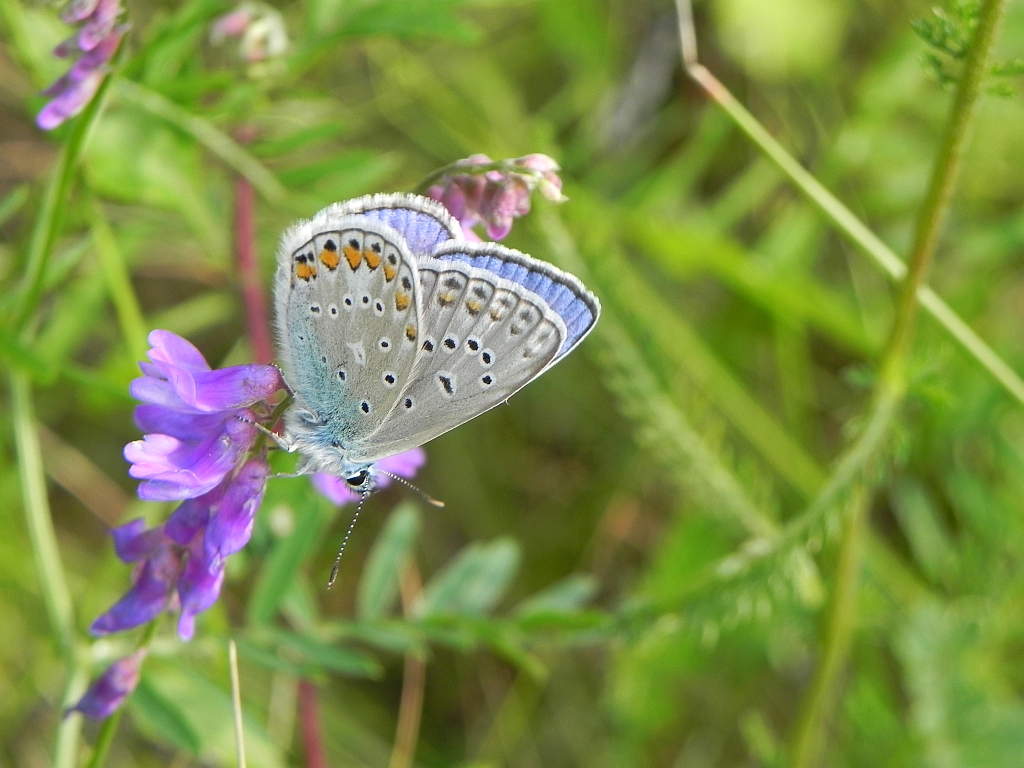 Modraszek ikar,mnogooczak ikar (Polyommatus icarus)