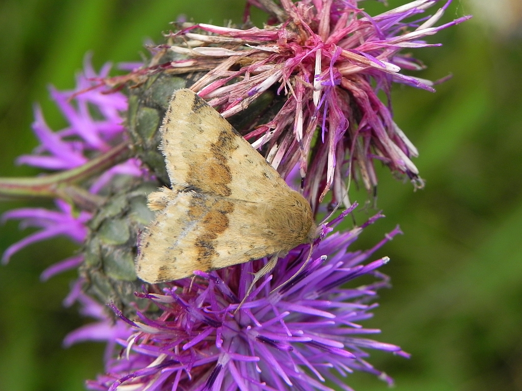 Słonecznica szczeciówka (Heliothis viriplaca)