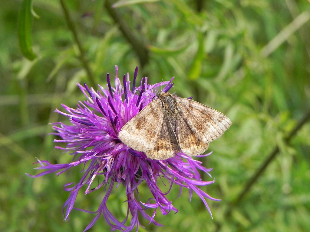Wygłoba koniczówka (Euclidia glyphica)