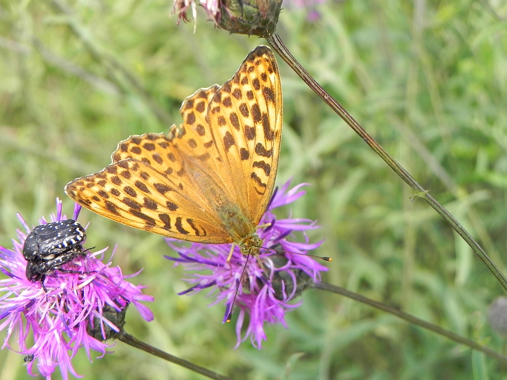 Dostojka laodyce (Argynnis laodice)